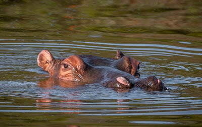 hippo Malaba river