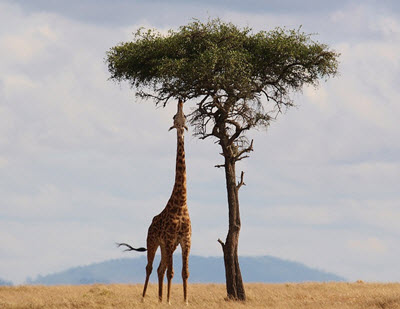 Tsavo East National Park