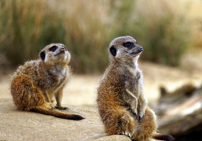 Tsavo East National Park