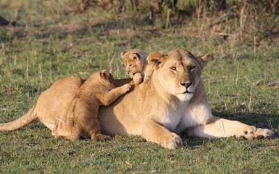 Tsavo West National Park