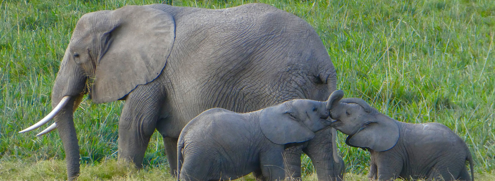 Tsavo East National Park