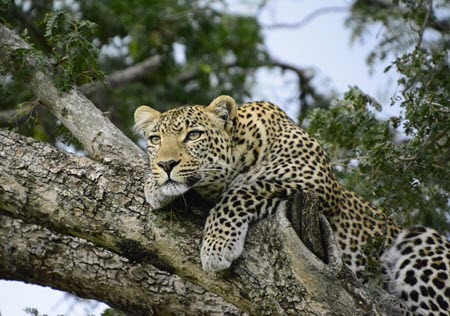 leopard